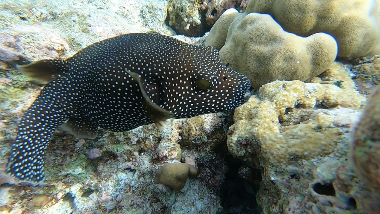 Sport & Freizeit NH Collection Maldives Reethi Resort