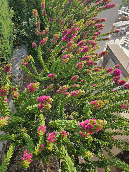 Gartenanlage TUI BLUE Seno - Adults Only