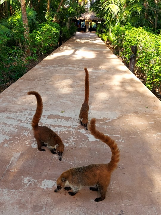 Gartenanlage Catalonia Playa Maroma