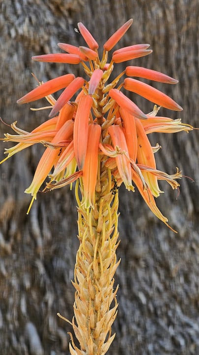 Gartenanlage AP Adriana Beach Resort