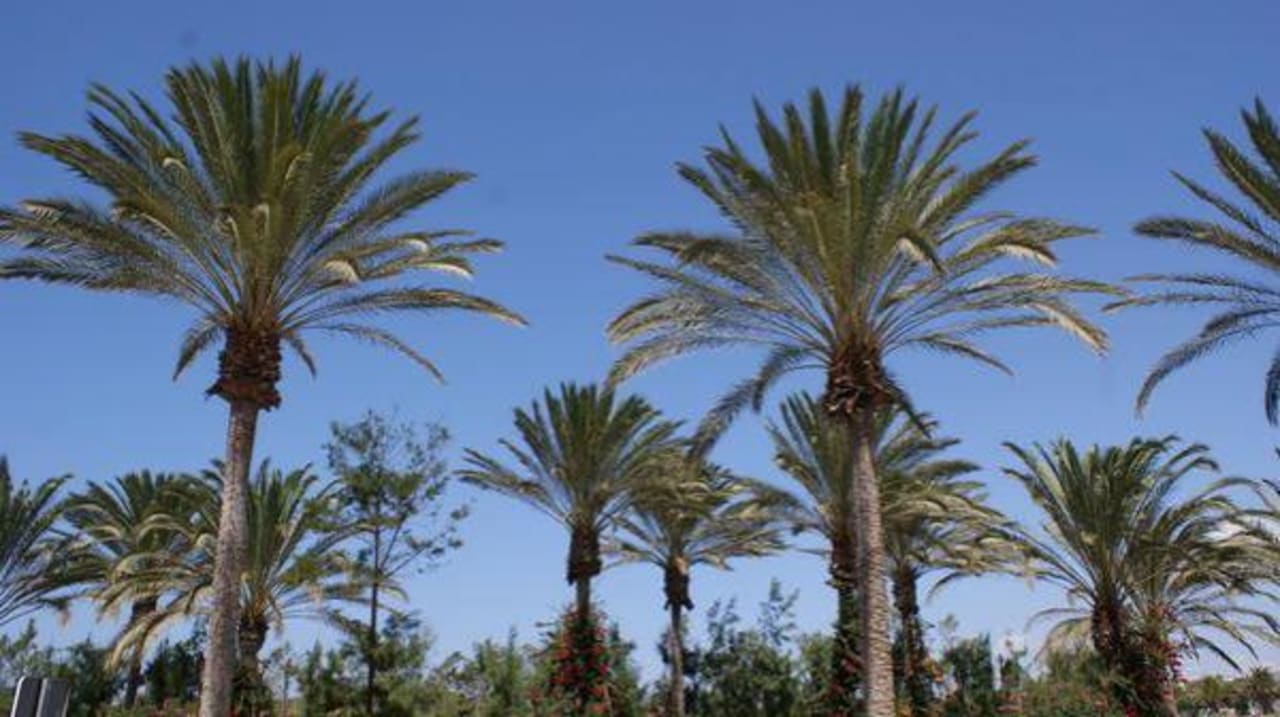 Über die Straße SBH Costa Calma Beach Resort