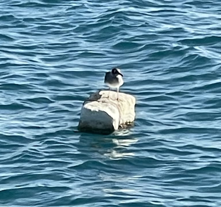 Strand The Grand Palace - Adults only