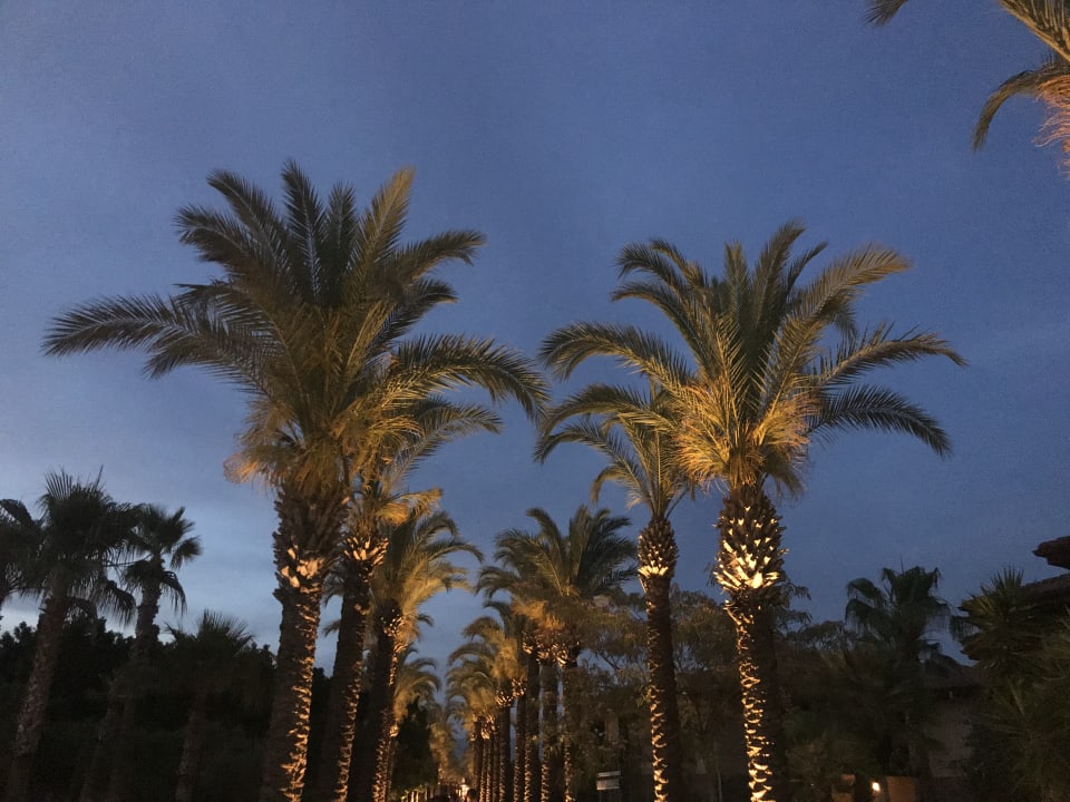 Gartenanlage TUI BLUE Palm Garden