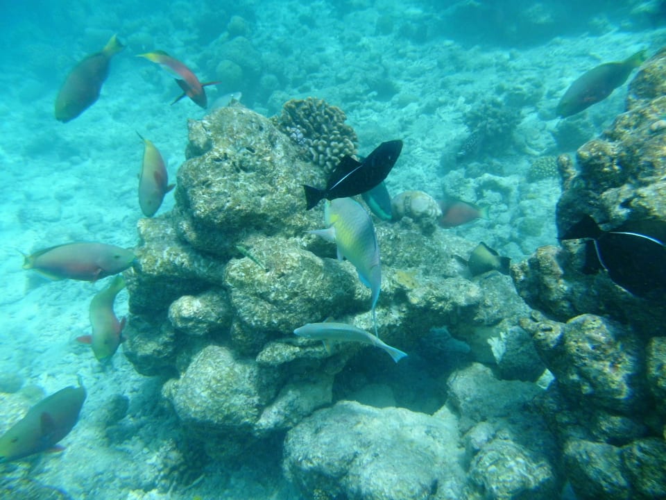 Schnorcheln am Hausriff Kuramathi Maldives