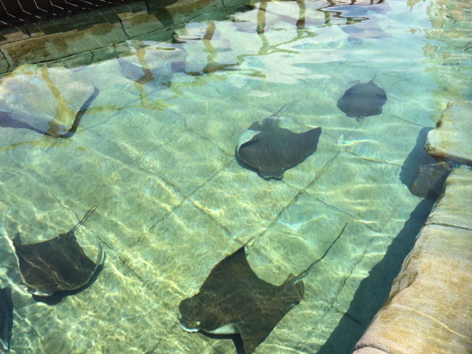 Schnorcheln im Aquapark The Land of Legends Kingdom Hotel