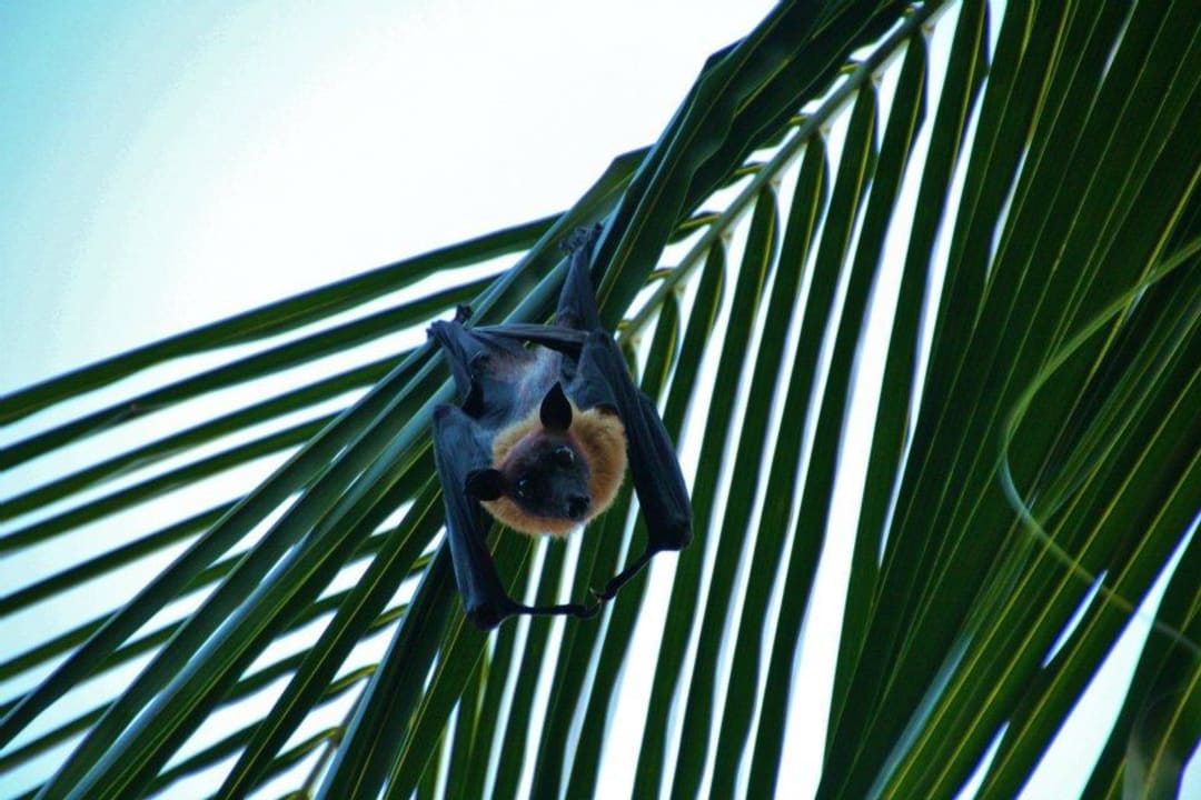 Da guckt da Flughund  Kuramathi Maldives