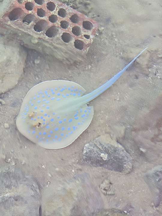 Sonstiges Sheraton Miramar Resort El Gouna