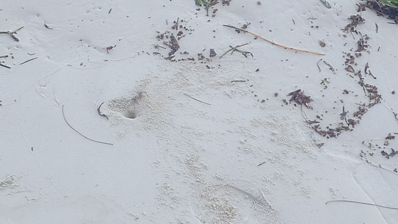 Strand Diani Sea Resort