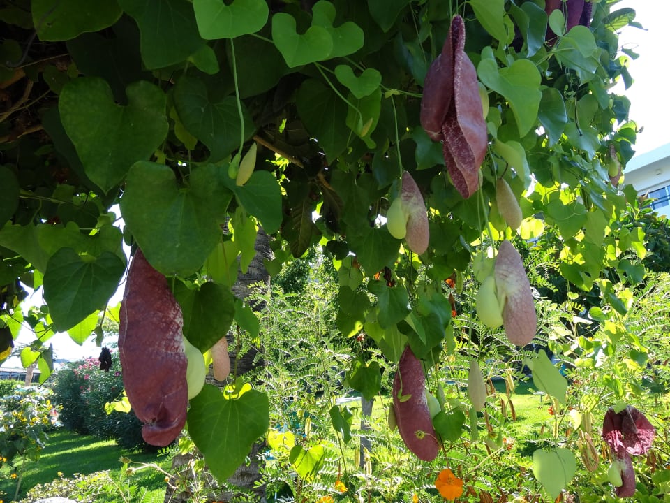 Gartenanlage Aldiana Club Rocca Nettuno Calabria
