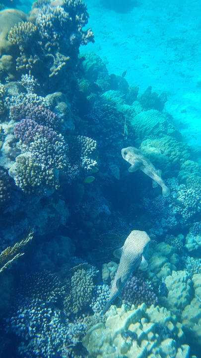 Strand Mövenpick Resort El Quseir