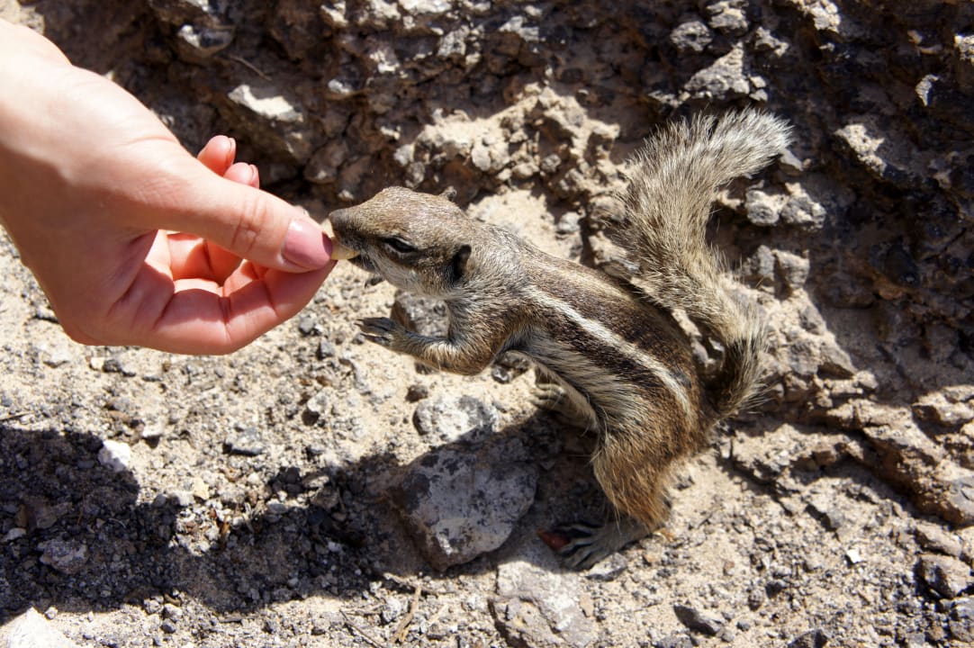 Wiewiórka H10 Tindaya