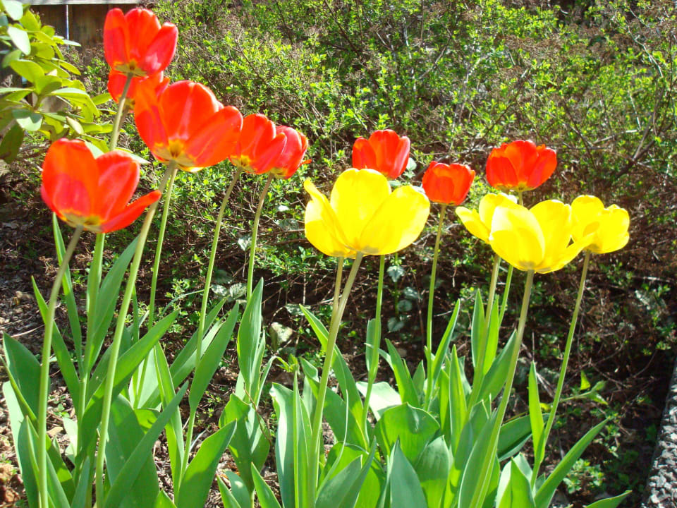 Eingangsbereich im Frühling Villa Relax - Ferienwohnungen mit Hallenbad & Relaxgarten