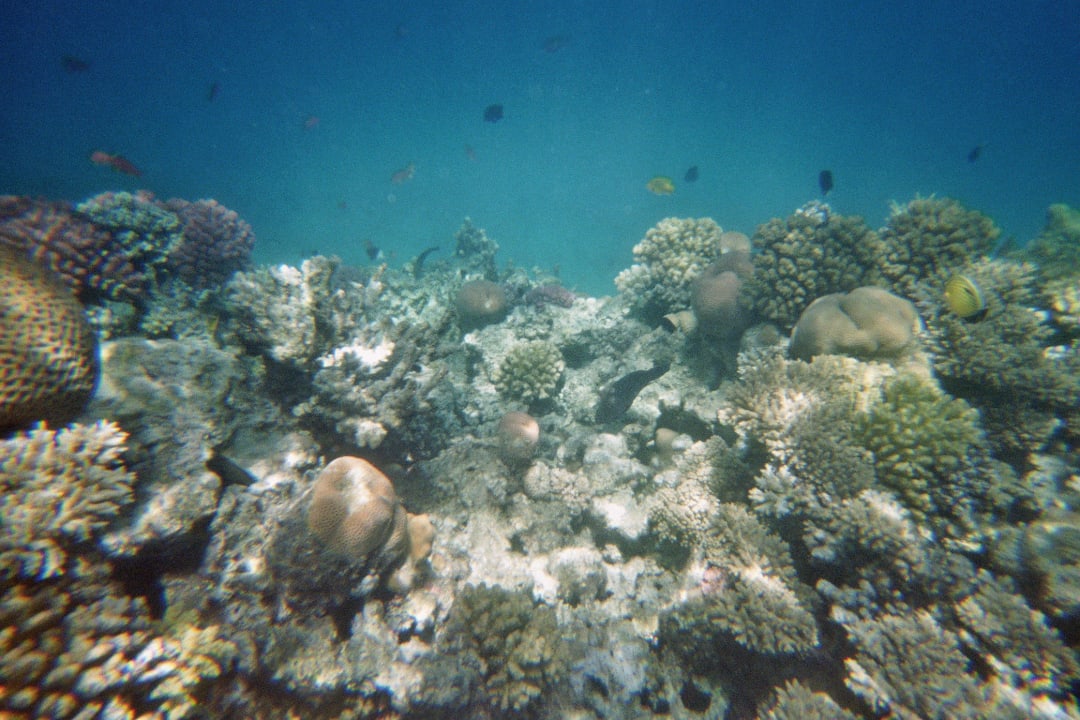 Hausriff Arabella Azur Resort