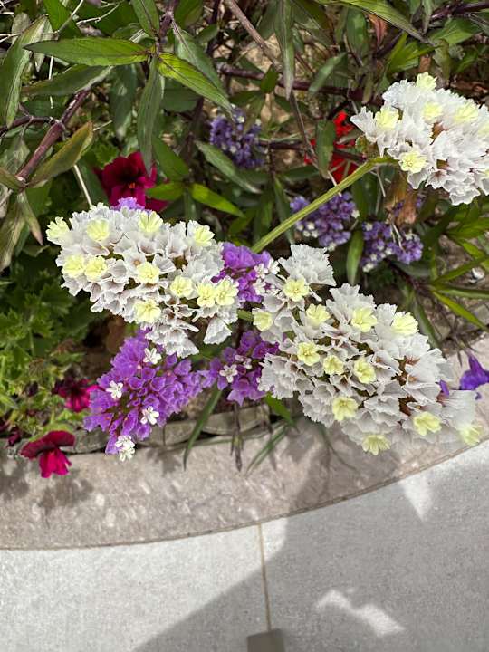 Gartenanlage Iberostar Selection Kuriat Palace