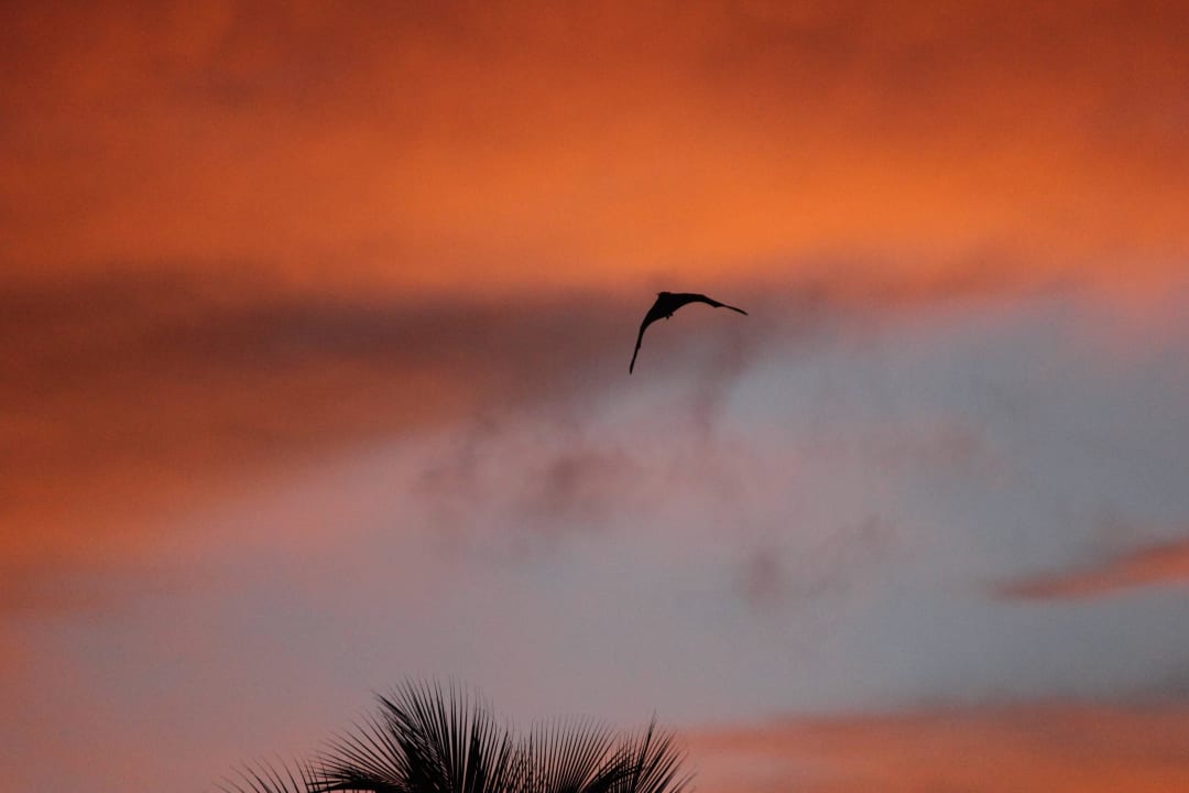 Die fliegen abends immer Kuramathi Maldives