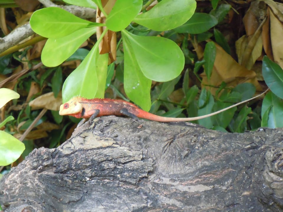 Günther das Reptil Reethi Beach Resort