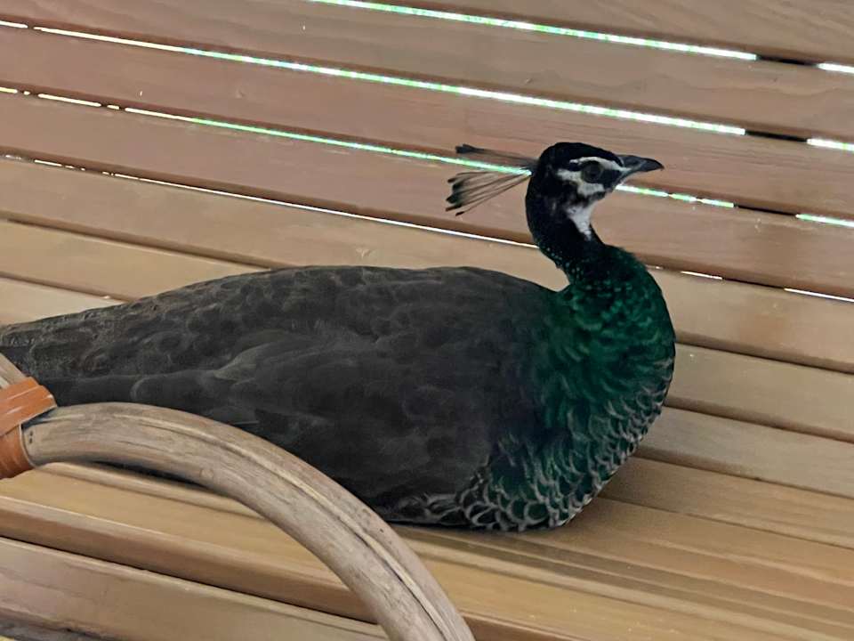 Gartenanlage Iberostar Selection Paraiso Maya Suites