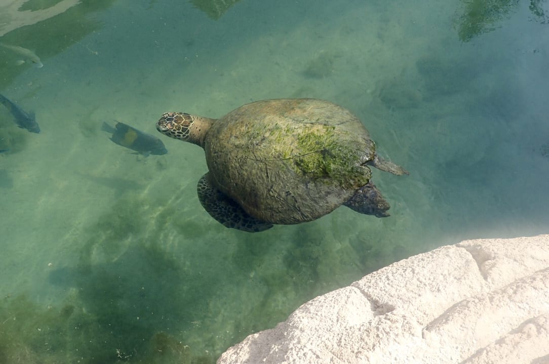 Sonstiges Jumeirah Al Naseem