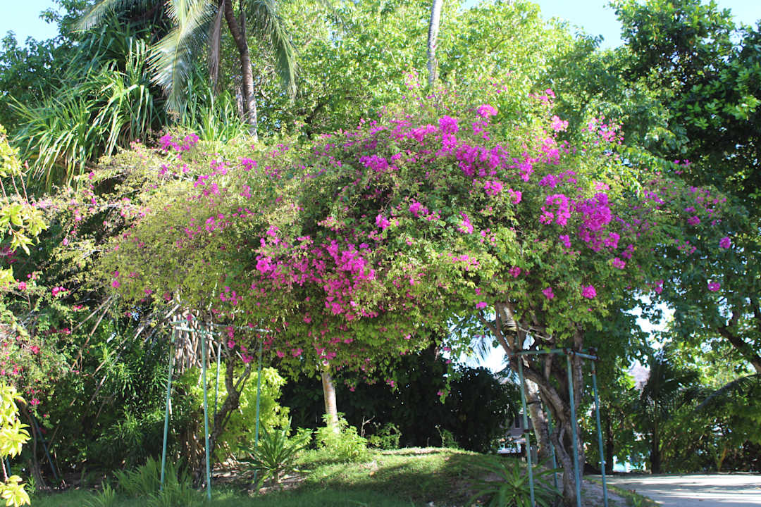Außenansicht Kuramathi Maldives