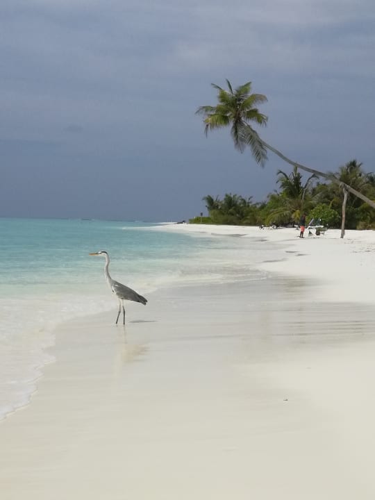 Strand Meeru Maldives Resort Island