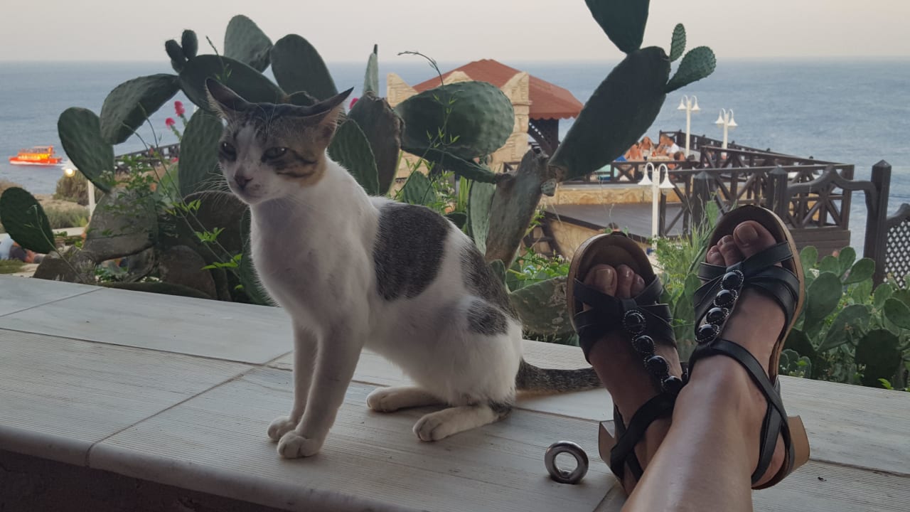 Restaurantgast- nicht zu aufdringlich,  sehr artig Hotel Kalithea Horizon Royal