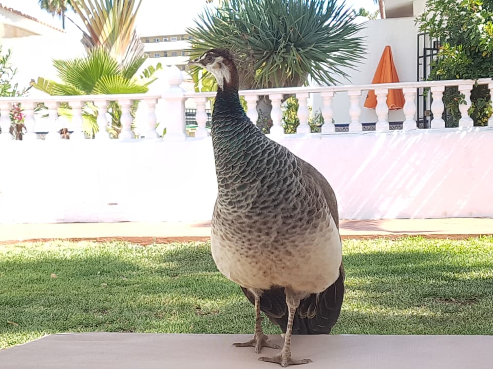 Gartenanlage HL Miraflor Suites Hotel