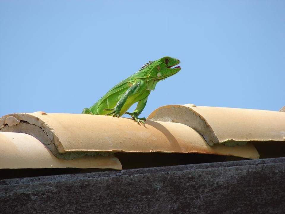 Jaszcur na dachu pokoju Oásis Atlântico Fortaleza & Oásis Atlântico Imperial