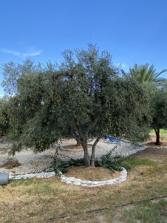 Gartenanlage Hotel Natura Beach