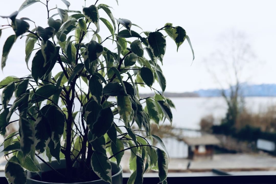 Ausblick Hotel garni Möwe am See