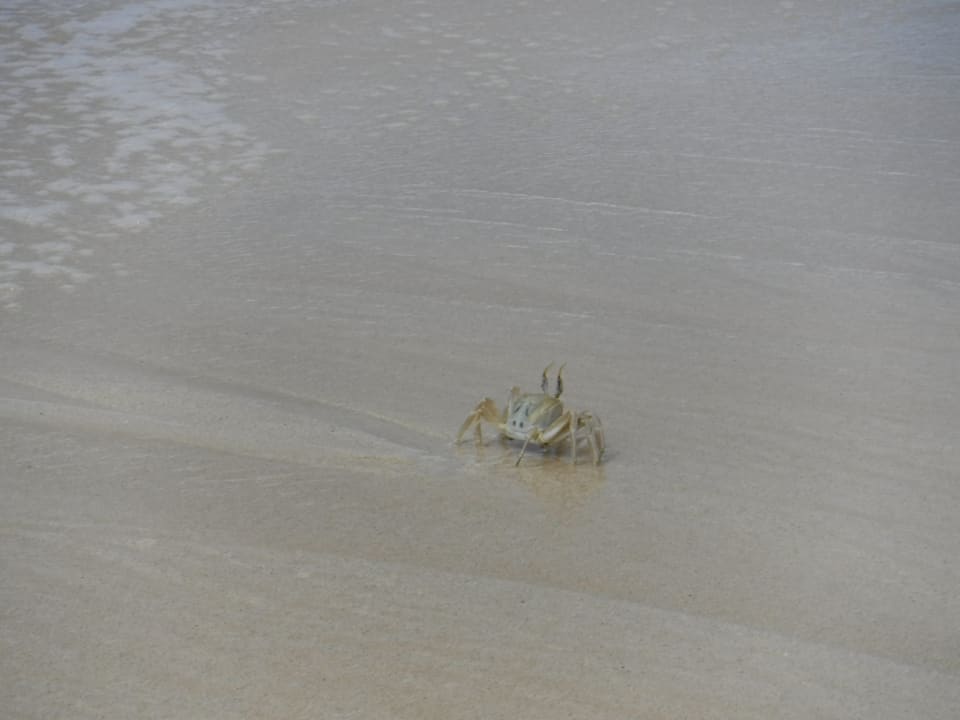 Strand Hotel Riu Touareg