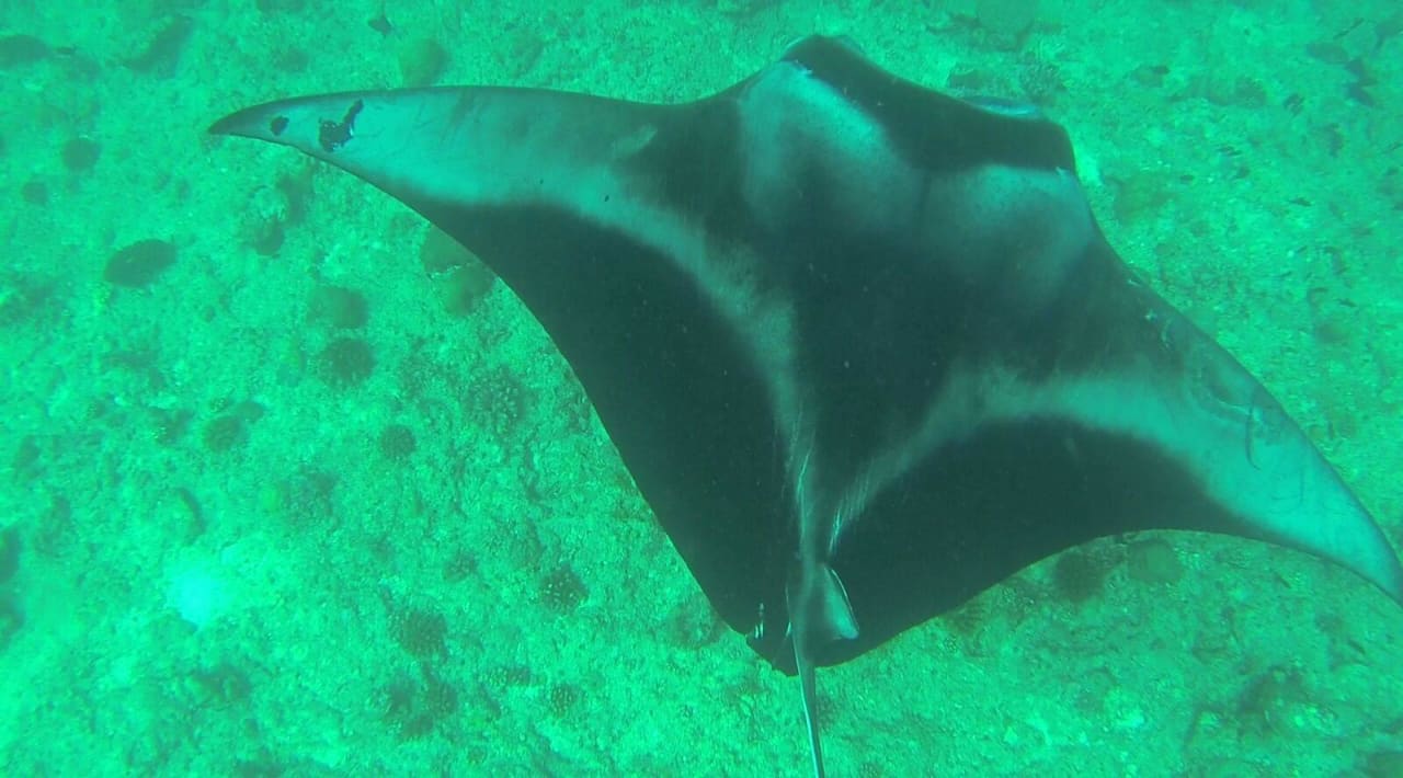 Manta Vilamendhoo Island Resort & Spa