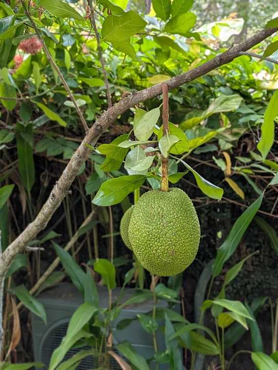 Gartenanlage Lahana Resort Phu Quoc