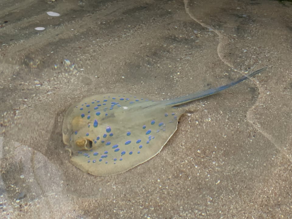 Strand SUNRISE Royal Makadi Resort