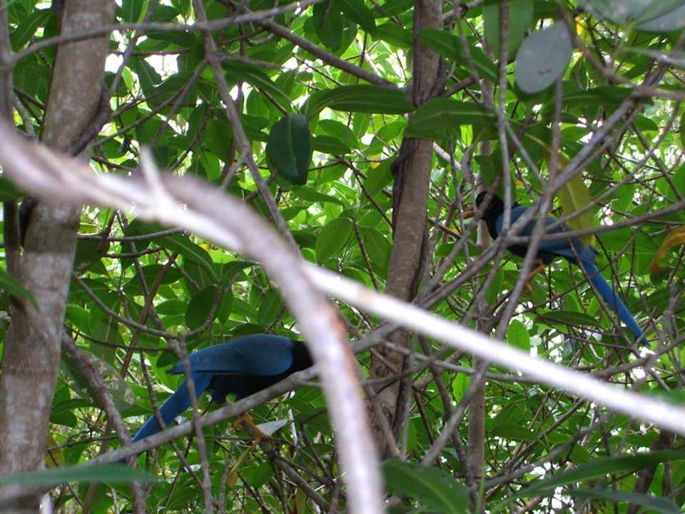 Schöne Vögel Grand Palladium Select White Sand Resort & Spa