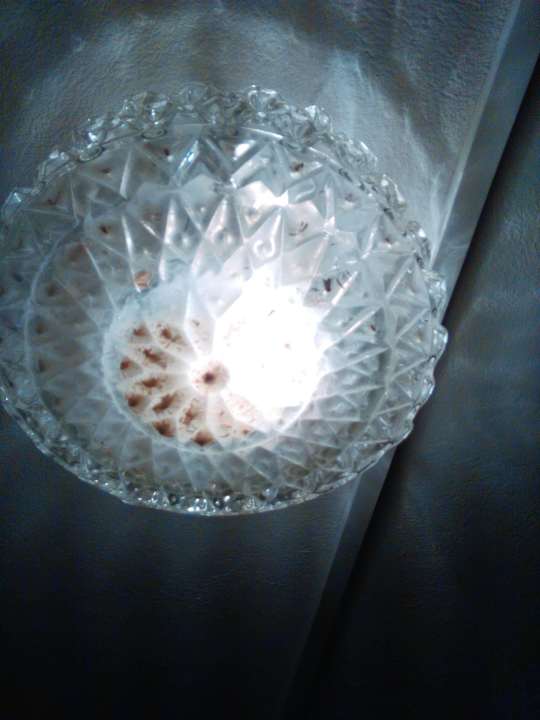 Padniete owady Centrum Kongresów i Rekreacji Orle Gniazdo