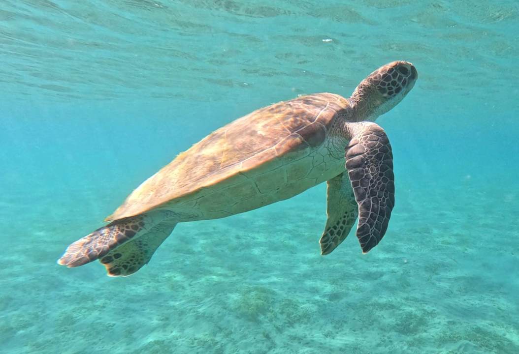 Strand Steigenberger Coraya Beach - Adults only