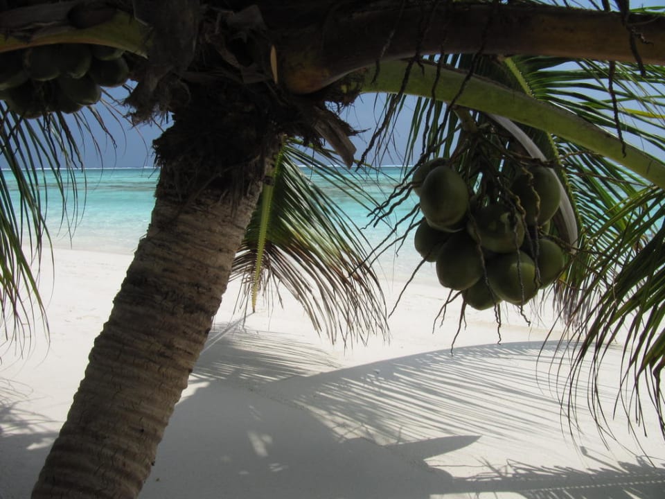 Liegende Palme Meeru Maldives Resort Island