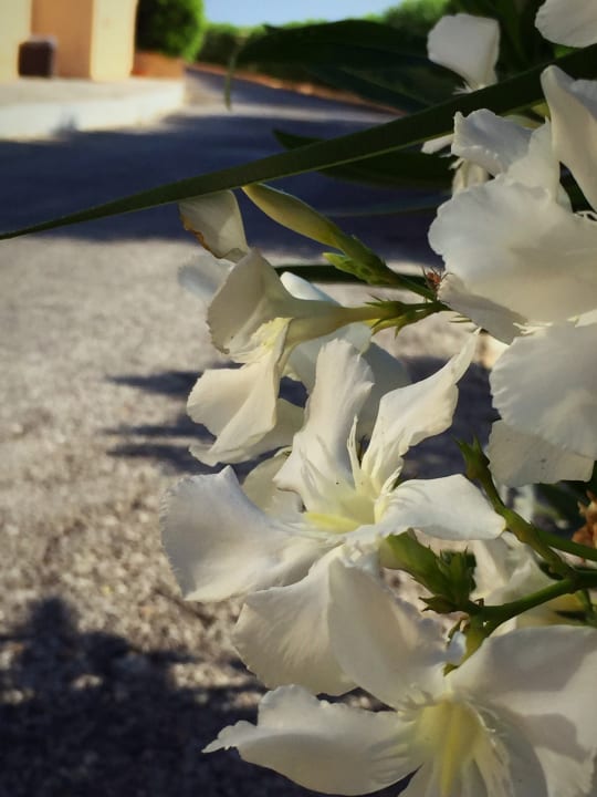 Gartenanlage Fodele Beach & Water Park Holiday Resort