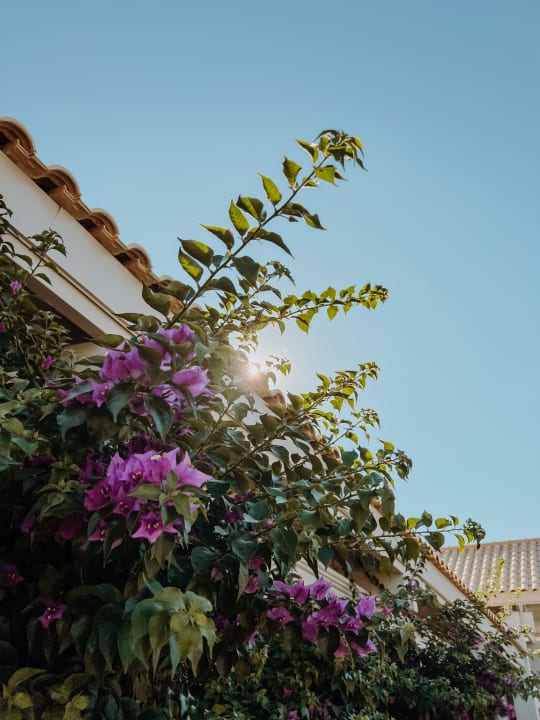 Gartenanlage Esperides Beach Resort