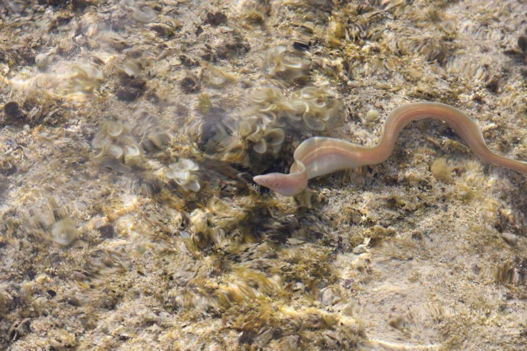 Eine Moräne? Radisson Blu Resort, El Quseir