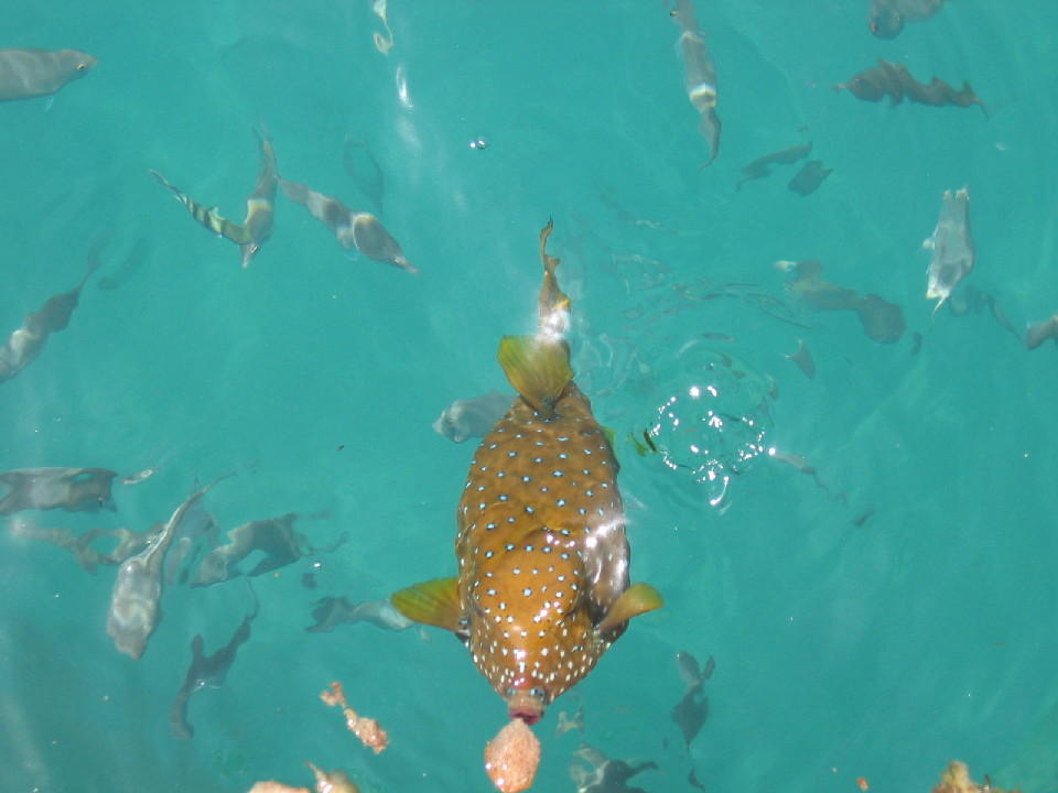 Kofferfisch am Steg The Grand Hotel Hurghada