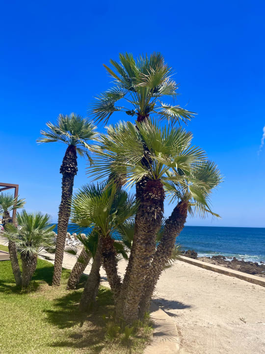 Gartenanlage Grupotel Aguait Resort & Spa - Adults only