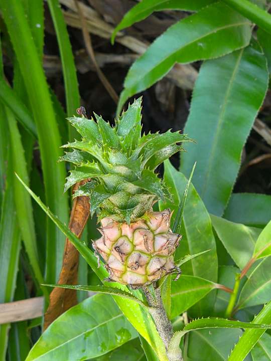 Gartenanlage Canvas and Orchids Retreat