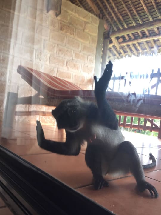 Unserer liebster Besuch  Baobab Holiday Resort