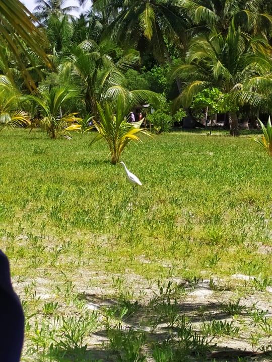 Ausblick Meeru Maldives Resort Island