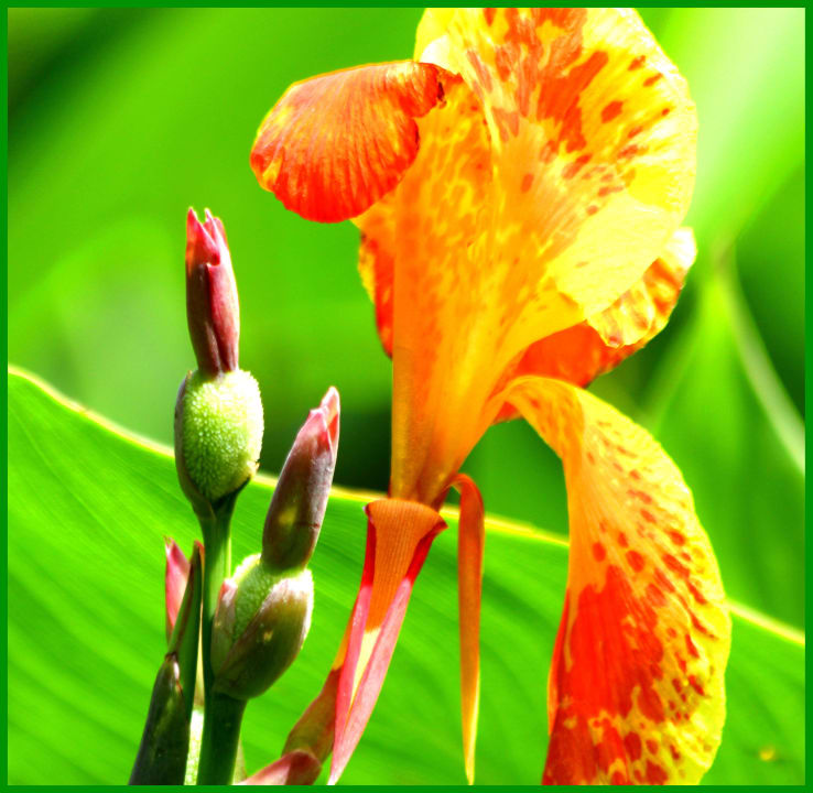 Blütenträume im Hotelgarten Bo Phut Resort & Spa