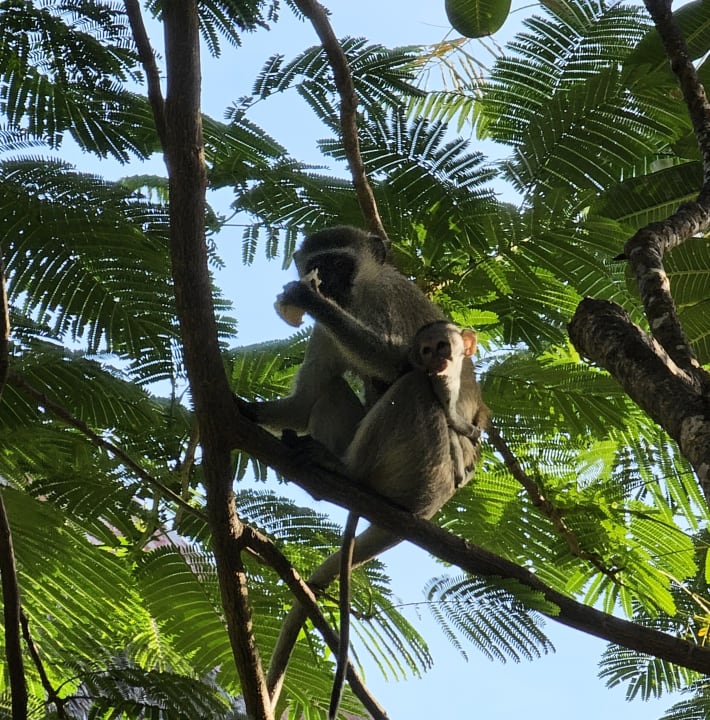 Gartenanlage Bahari Beach Hotel