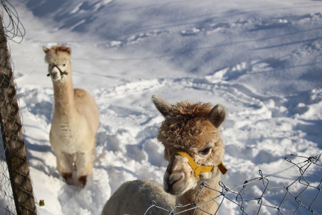 Sonstiges Waldhauser-Hof