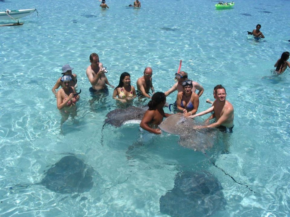 Sting Ray Feeding innerhalb der Lagune Manava Beach Resort & Spa Moorea