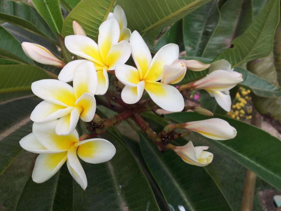 Frangipani Hilton Marsa Alam Nubian Resort